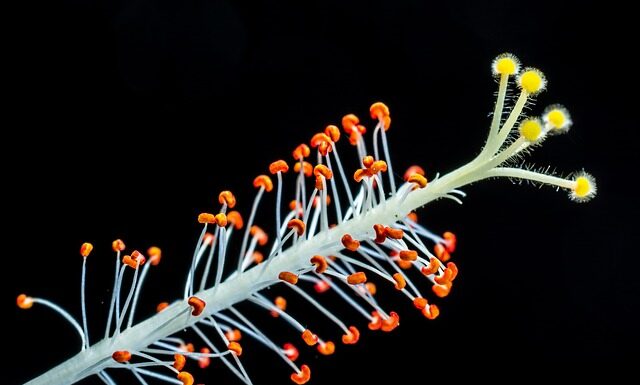 Jak zrobić ptasie mleczko bez pieczenia?