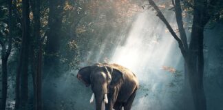 Czy w Tajlandii można kupić alkohol?