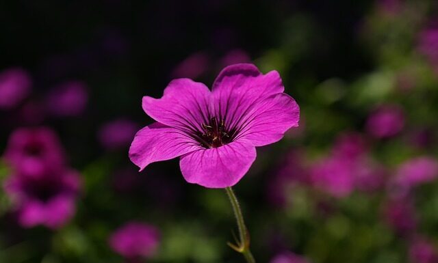 Jak nosić szerokie spodnie męskie?
