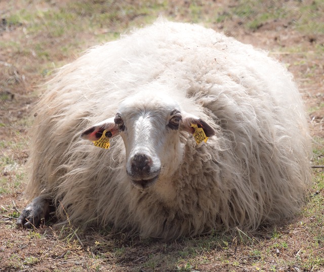 Ile wełny merino na czapkę? Ile wełny merino na czapkę?