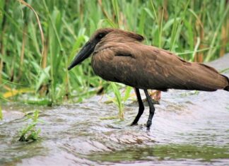 Czym jest Scopus? Czym jest Scopus?