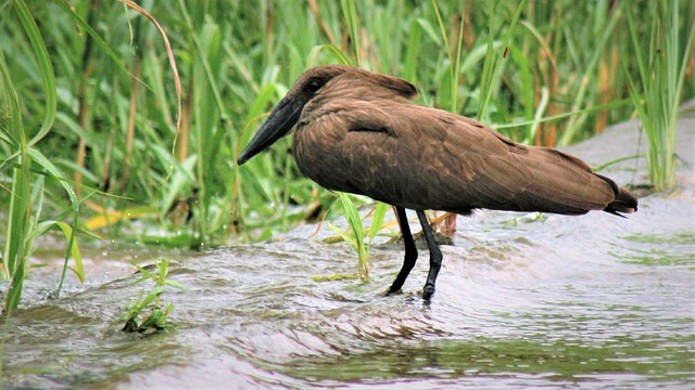 Czym jest Scopus? Czym jest Scopus?