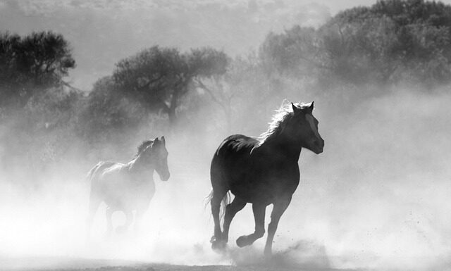 Po jakim czasie zaczyna się galop? Po jakim czasie zaczyna się galop?