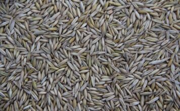 Gdzie jest produkowany kapelusz Panama? Gdzie jest produkowany kapelusz Panama?