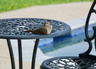 Czy na basenie trzeba mieć kąpielówki? Czy na basenie trzeba mieć kąpielówki?