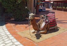 Jakie derki dla koni?