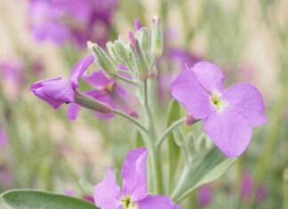 Jak nosić woalkę? Jak nosić woalkę?