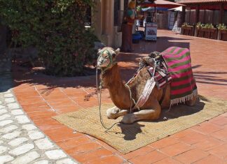 Kiedy derka dla konia?